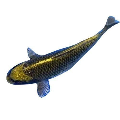 金龍魚怕哪些顏色（金龍魚害怕什么顏色）