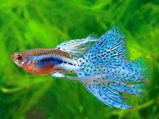 觀賞魚是什么動物（觀賞魚的養殖技術）