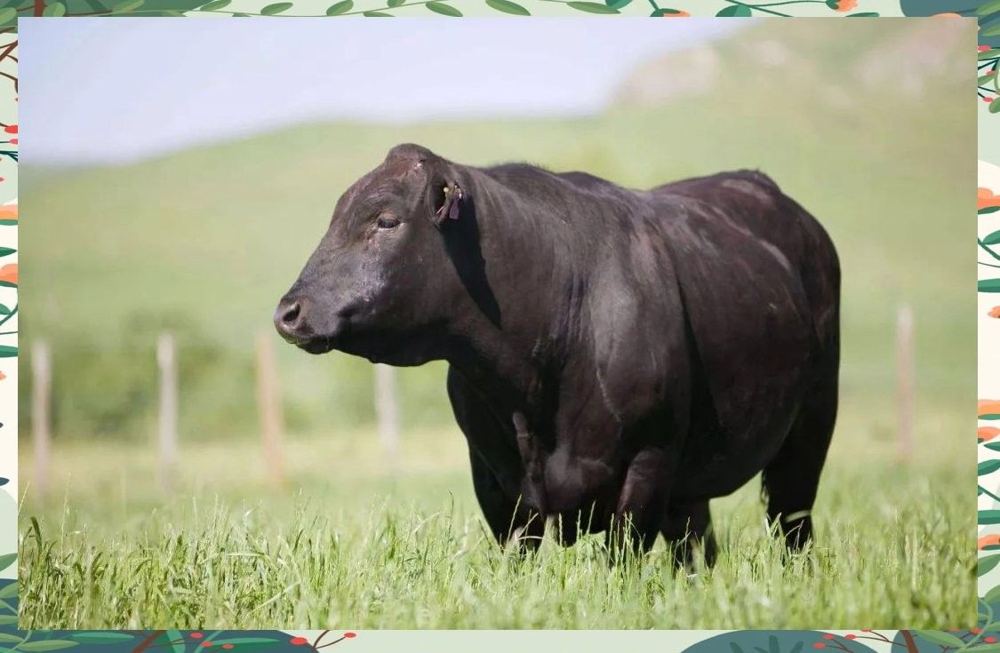 兩者在飼養上有何不同（草飼與谷飼牛肉在飼養方式上存在顯著差異）