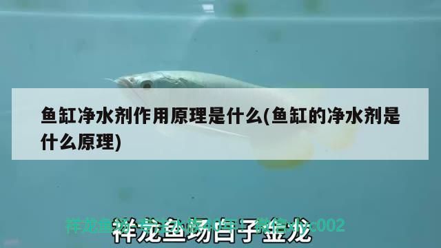 魚缸凈水劑作用原理是什么(魚缸的凈水劑是什么原理)（魚缸凈水劑作用原理是什么） 魚缸凈水劑作用原理是什么(魚缸的凈水劑是什么原理)（魚缸凈水劑作用原理是什么） 觀賞魚百科