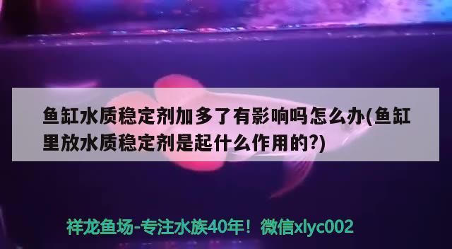 魚缸水質穩定劑加多了有影響嗎怎么辦(魚缸里放水質穩定劑是起什么作用的?)（魚缸水質穩定劑加多了有影響嗎）