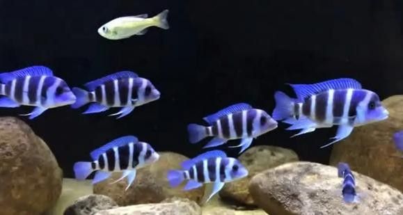薩伊藍和虎魚混養需要注意什么（薩伊藍和虎魚混養需要注意什么，） 薩伊藍和虎魚混養需要注意什么（薩伊藍和虎魚混養需要注意什么，） 龍魚百科 第3張