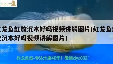 紅龍魚缸放沉木好嗎視頻講解圖片(紅龍魚缸放沉木好嗎視頻講解圖片)（紅龍魚缸可以放沉木嗎） 紅龍魚缸放沉木好嗎視頻講解圖片(紅龍魚缸放沉木好嗎視頻講解圖片)（紅龍魚缸可以放沉木嗎） 觀賞魚百科