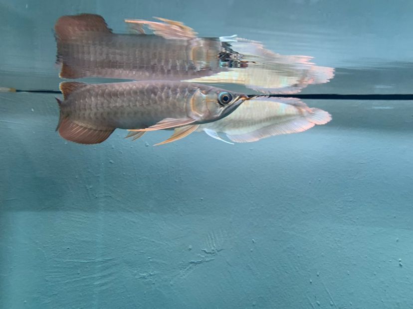 二手魚缸轉讓58同城保定（58同城二手魚缸想賣轉讓800元）（二手魚缸如何找到合適的二手魚缸）
