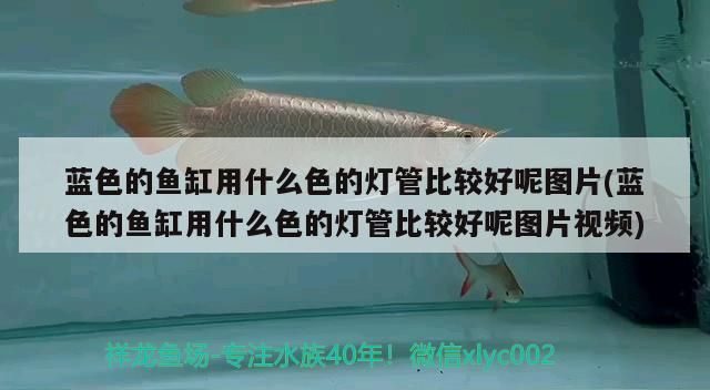 藍色的魚缸用什么色的燈管比較好呢圖片(藍色的魚缸用什么色的燈管比較好呢圖片視頻)（養(yǎng)錦鯉用藍白光燈還是增艷燈）