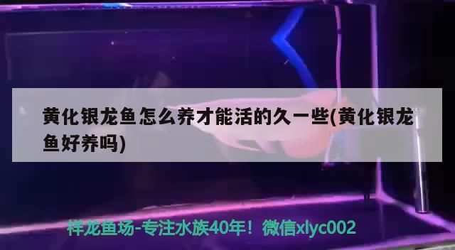 北京奧裝飾:徐州博大裝飾(北京奧裝飾與徐州博大裝飾的對比分析) 觀賞魚百科 第2張 北京奧裝飾:徐州博大裝飾(北京奧裝飾與徐州博大裝飾的對比分析) 北京奧裝飾:徐州博大裝飾(北京奧裝飾與徐州博大裝飾的對比分析) 觀賞魚百科 第2張
