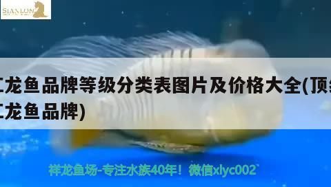 北京奧裝飾:徐州博大裝飾(北京奧裝飾與徐州博大裝飾的對比分析) 觀賞魚百科 第1張 北京奧裝飾:徐州博大裝飾(北京奧裝飾與徐州博大裝飾的對比分析) 北京奧裝飾:徐州博大裝飾(北京奧裝飾與徐州博大裝飾的對比分析) 觀賞魚百科 第1張