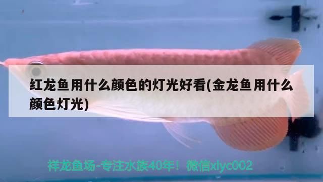 北京奧裝飾:徐州博大裝飾(北京奧裝飾與徐州博大裝飾的對比分析) 觀賞魚百科 第3張 北京奧裝飾:徐州博大裝飾(北京奧裝飾與徐州博大裝飾的對比分析) 北京奧裝飾:徐州博大裝飾(北京奧裝飾與徐州博大裝飾的對比分析) 觀賞魚百科 第3張