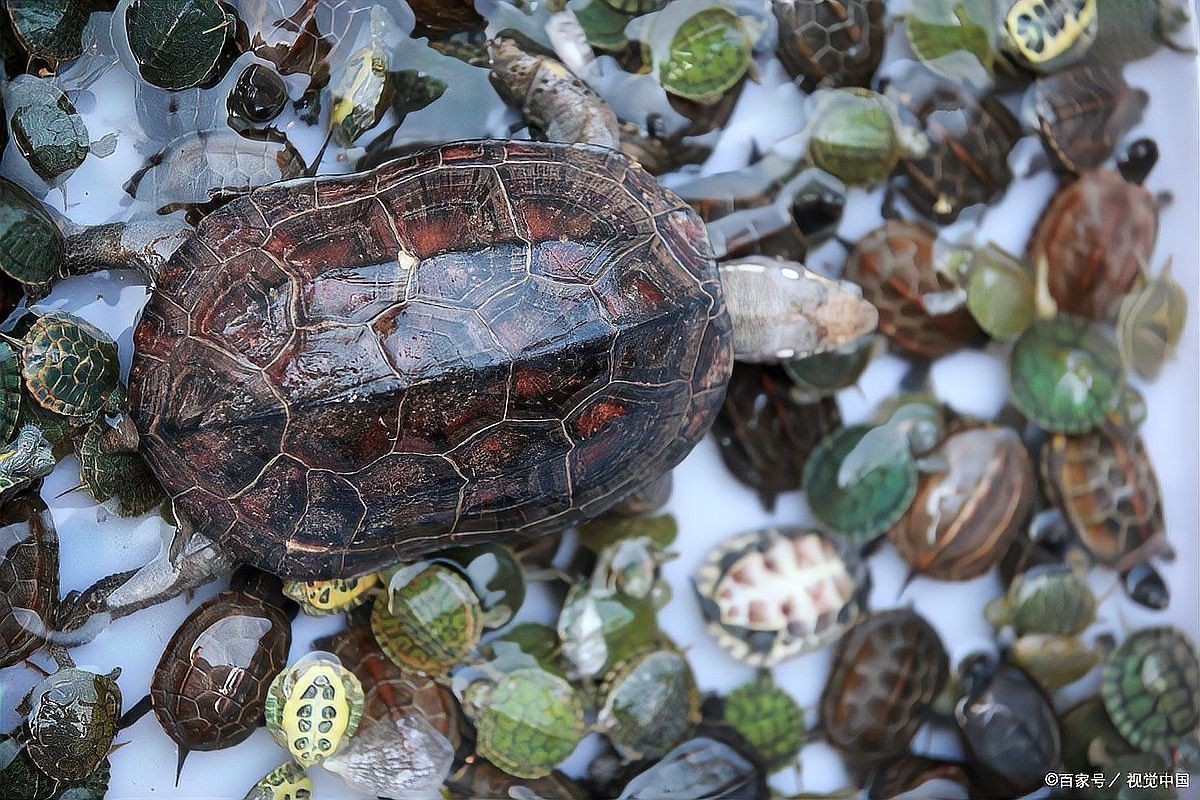 火焰龜和龍魚(yú)混養(yǎng)需要多久適應(yīng)（烏龜可以和魚(yú)一起混養(yǎng)嗎） 火焰龜和龍魚(yú)混養(yǎng)需要多久適應(yīng)（烏龜可以和魚(yú)一起混養(yǎng)嗎） 龍魚(yú)百科 第5張