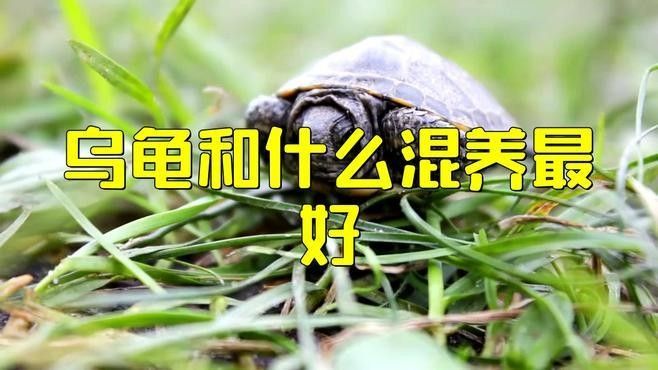 火焰龜和龍魚(yú)混養(yǎng)需要多久適應(yīng)（烏龜可以和魚(yú)一起混養(yǎng)嗎） 火焰龜和龍魚(yú)混養(yǎng)需要多久適應(yīng)（烏龜可以和魚(yú)一起混養(yǎng)嗎） 龍魚(yú)百科 第3張