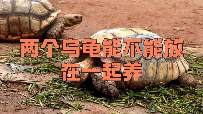 火焰龜和龍魚(yú)混養(yǎng)需要多久適應(yīng)（烏龜可以和魚(yú)一起混養(yǎng)嗎） 火焰龜和龍魚(yú)混養(yǎng)需要多久適應(yīng)（烏龜可以和魚(yú)一起混養(yǎng)嗎） 龍魚(yú)百科 第2張