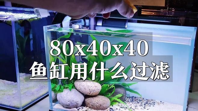 40方缸需要多大的過濾系統（40背濾缸開缸全攻略）