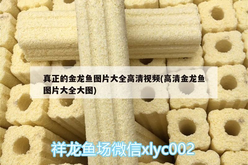 真正的金龍魚圖片大全高清視頻(高清金龍魚圖片大全大圖)（真正的金龍魚圖片大全） 真正的金龍魚圖片大全高清視頻(高清金龍魚圖片大全大圖)（真正的金龍魚圖片大全） 觀賞魚百科