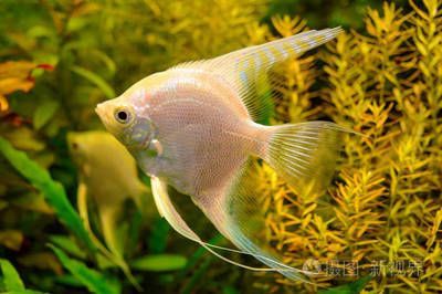 白色的觀賞魚叫什么魚名字（關于“白色的觀賞魚叫什么魚名字”的信息搜索結果） 白色的觀賞魚叫什么魚名字（關于“白色的觀賞魚叫什么魚名字”的信息搜索結果） 觀賞魚百科 第2張