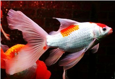 白色的觀賞魚叫什么魚名字（關于“白色的觀賞魚叫什么魚名字”的信息搜索結果） 白色的觀賞魚叫什么魚名字（關于“白色的觀賞魚叫什么魚名字”的信息搜索結果） 觀賞魚百科 第3張
