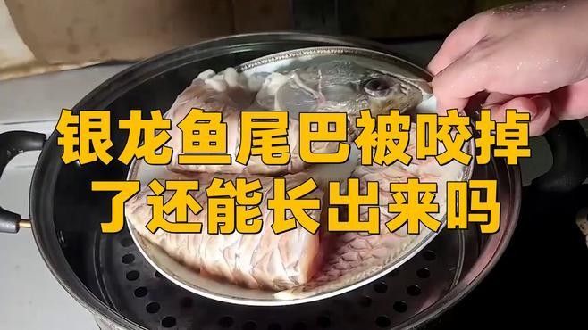 龍魚尾鰭斷了還能長出來嗎（揭秘！魚的尾巴被咬掉了還能長出來嗎）