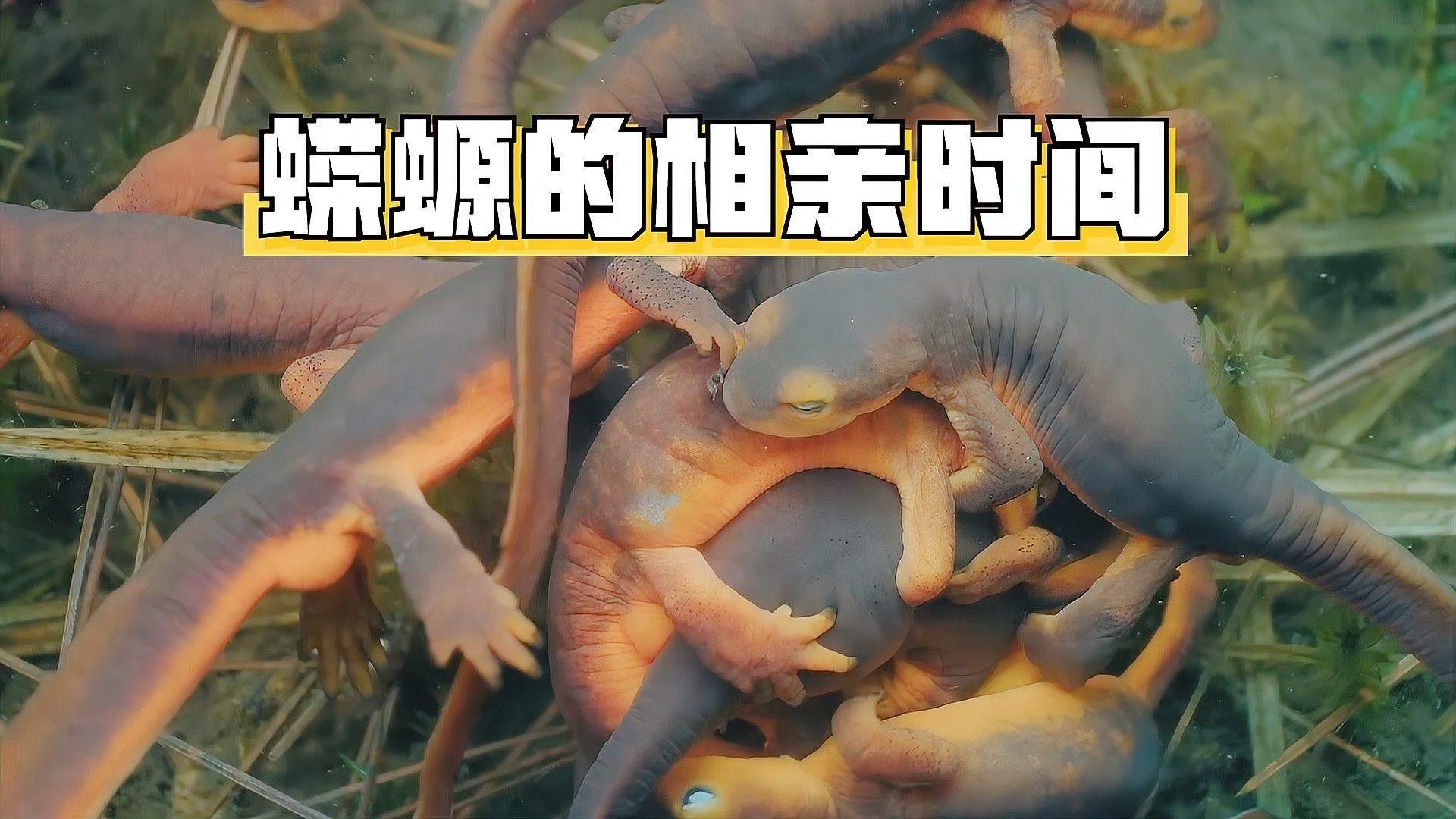 蠑螈的求偶行為有哪些細節？（蠑螈求偶行為關鍵細節）