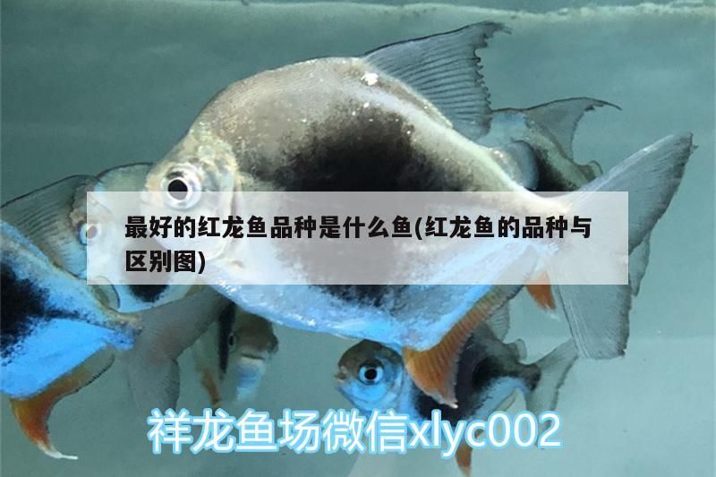 魚缸用增氧泵價格是多少:魚缸增氧機-xtrac增氧機-xtrac增氧機 最好的紅龍魚品種是什么魚(紅龍魚的品種與區別圖)(最好的紅龍魚品種是什么) 觀賞魚百科 最好的紅龍魚品種是什么魚(紅龍魚的品種與區別圖)(最好的紅龍魚品種是什么) 最好的紅龍魚品種是什么魚(紅龍魚的品種與區別圖)(最好的紅龍魚品種是什么) 觀賞魚百科