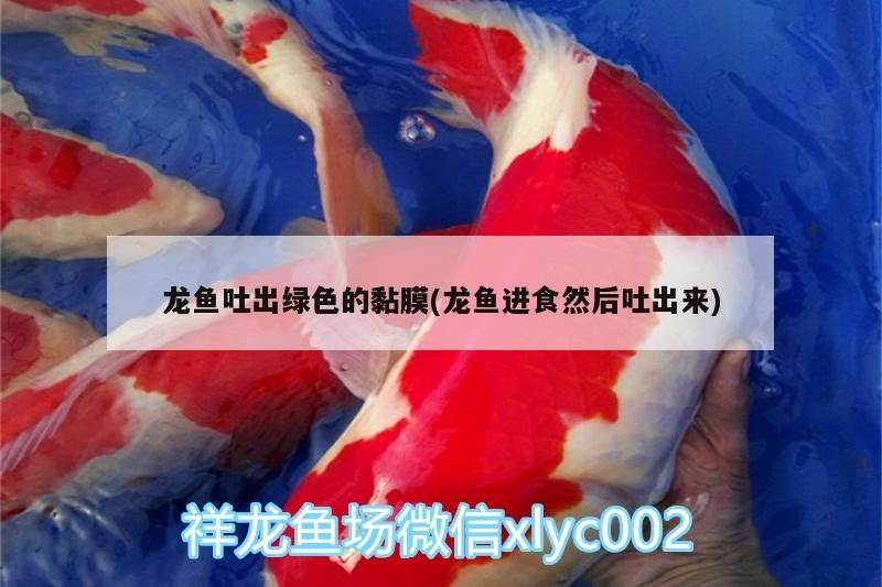 龍魚吐出綠色的黏膜(龍魚進食然后吐出來)（龍魚為什么吐出綠色黏膜） 龍魚吐出綠色的黏膜(龍魚進食然后吐出來)（龍魚為什么吐出綠色黏膜） 觀賞魚百科