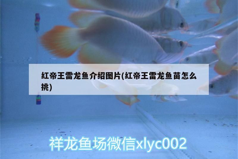 魚(yú)缸可以一直加鹽嗎(魚(yú)缸可以經(jīng)常加鹽嗎)（祥龍魚(yú)場(chǎng)：魚(yú)缸可以一直加鹽嗎，魚(yú)缸可以一直加鹽嗎）