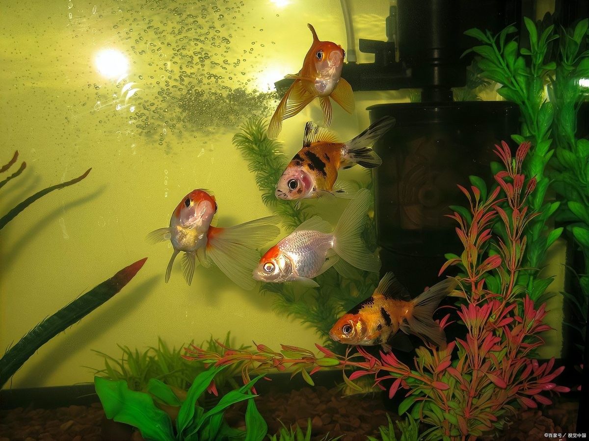 養魚為什么晚上要開燈（養魚為什么晚上開燈）