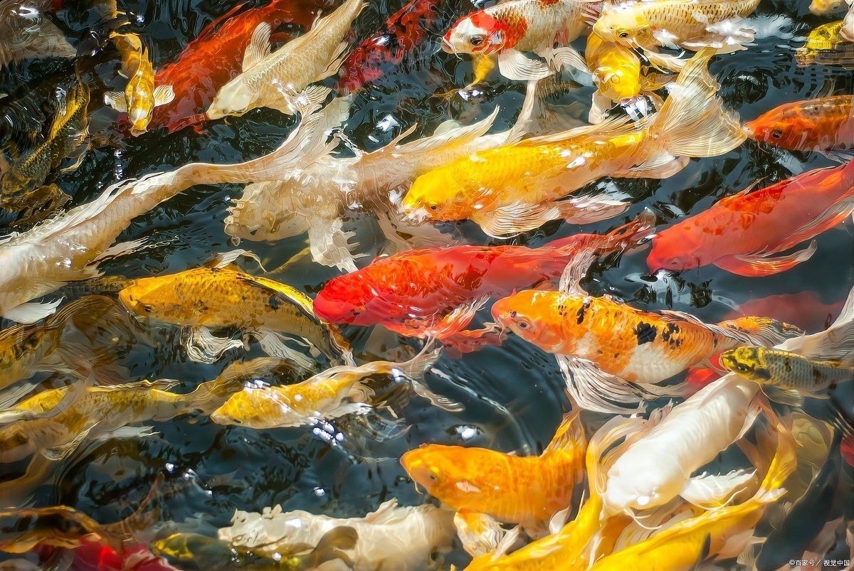 養魚為什么晚上要開燈（養魚為什么晚上開燈）