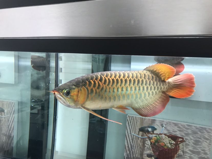 臨汾魚缸批發市場在哪里呀電話號碼是多少（臨汾魚缸批發市場在哪里呀電話號碼是多少啊）（臨汾魚缸批發市場）