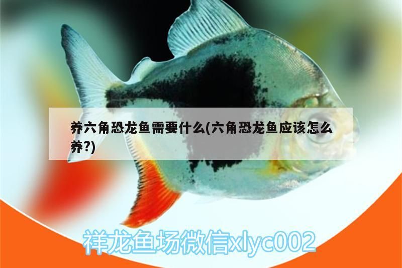 養六角恐龍魚需要什么(六角恐龍魚應該怎么養?)（養六角恐龍魚需要什么知識，六角恐龍魚應該怎么養）