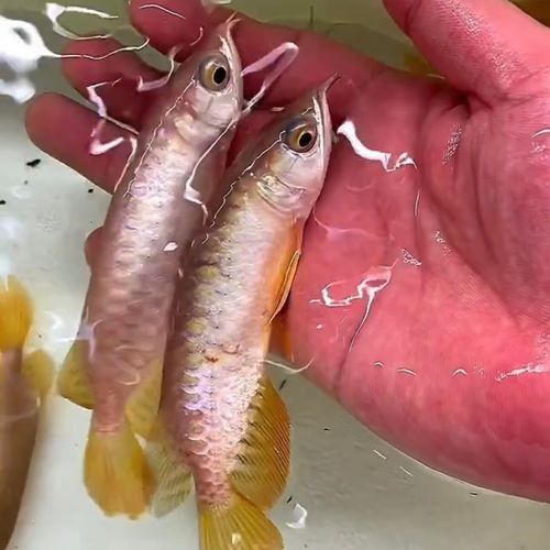 紅龍魚苗價格是多少？（紅龍魚苗價格大揭秘）