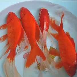 紅龍魚苗價格是多少？（紅龍魚苗價格大揭秘）