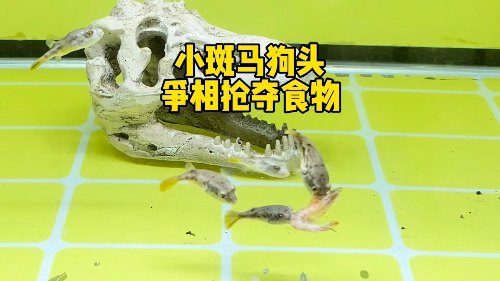 斑馬狗頭魚和金龍魚混養需要注意什么（斑馬狗頭魚和金龍魚混養的注意事項）