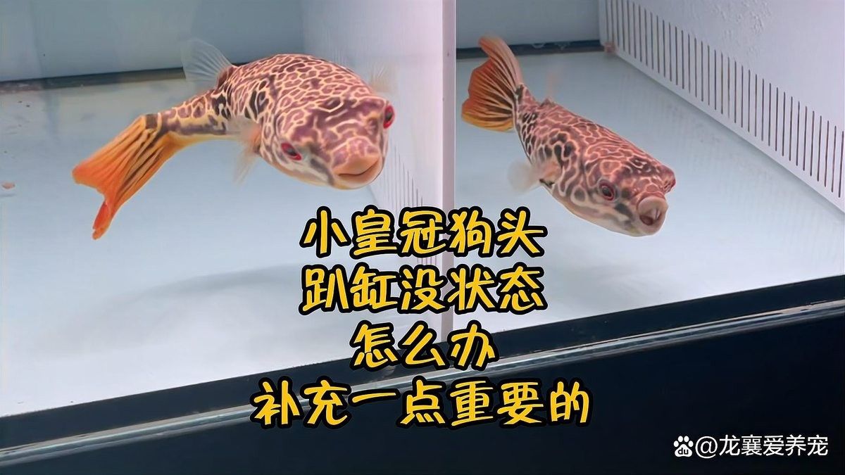斑馬狗頭魚和金龍魚混養(yǎng)需要注意什么（斑馬狗頭魚和金龍魚混養(yǎng)的注意事項(xiàng)）