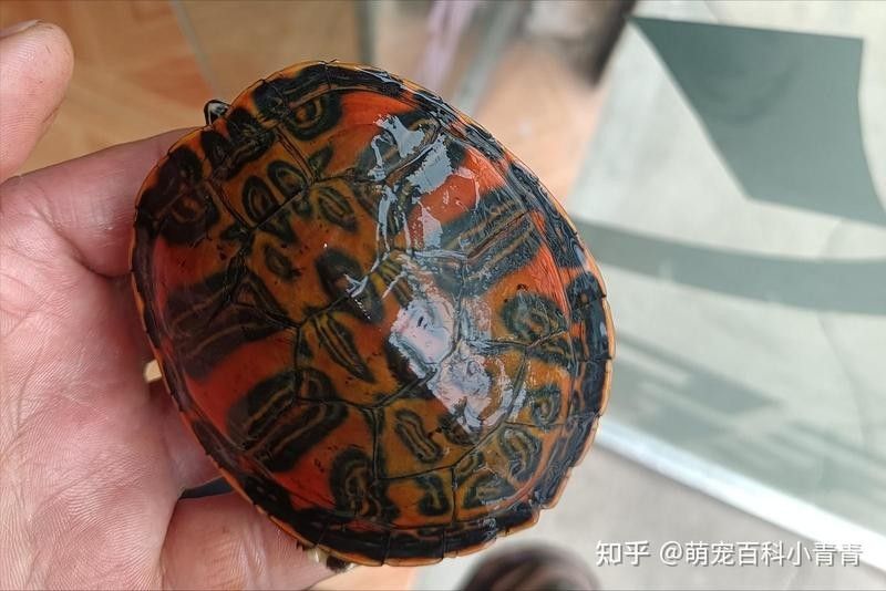 龍魚和火焰龜?shù)幕?dòng)如何？（魚和火焰龜?shù)幕?dòng)是一個(gè)引人入勝的話題） 龍魚和火焰龜?shù)幕?dòng)如何？（魚和火焰龜?shù)幕?dòng)是一個(gè)引人入勝的話題） 龍魚百科 第1張