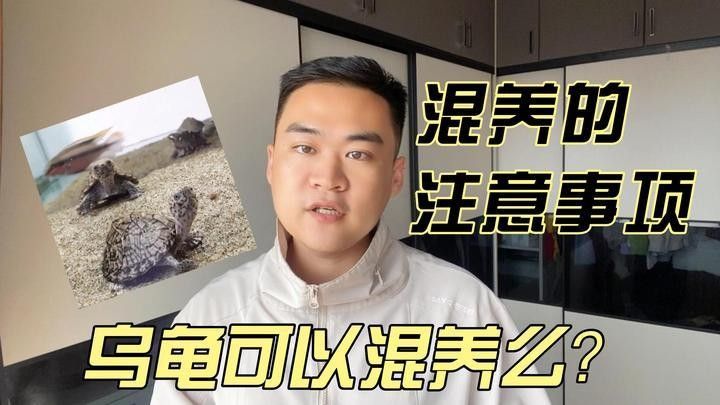 龍魚和火焰龜?shù)幕?dòng)如何？（魚和火焰龜?shù)幕?dòng)是一個(gè)引人入勝的話題） 龍魚和火焰龜?shù)幕?dòng)如何？（魚和火焰龜?shù)幕?dòng)是一個(gè)引人入勝的話題） 龍魚百科 第4張