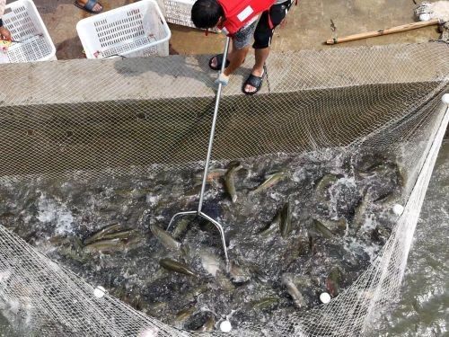 滎經紅龍魚（滎經縣牛背山鎮頭道水冷水魚養殖基地2025年首批虹鱒魚成功出塘）