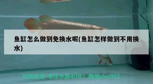 魚缸怎么做到免換水呢(魚缸怎樣做到不用換水)（關(guān)于魚缸換水的問題） 魚缸怎么做到免換水呢(魚缸怎樣做到不用換水)（關(guān)于魚缸換水的問題） 觀賞魚百科