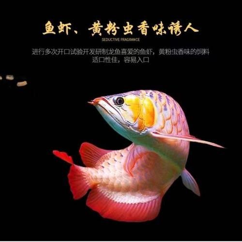小店龍魚屬于什么檔次（小店龍魚大概多少錢一條易車網(wǎng)聽小店龍魚有哪些稀有品種）