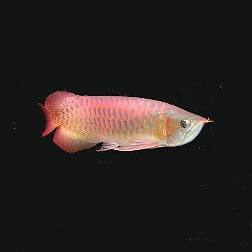 小店龍魚屬于什么檔次（小店龍魚大概多少錢一條易車網(wǎng)聽小店龍魚有哪些稀有品種）