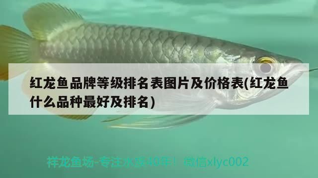 紅龍魚品牌等級排名表圖片及價格表(紅龍魚什么品種最好及排名)（紅龍魚品牌等級排名表及價格表圖片及價格表及價格表）