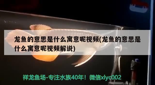 龍魚的意思是什么寓意呢視頻(龍魚的意思是什么寓意呢視頻解說(shuō))（龍魚的意思是什么寓意呢）