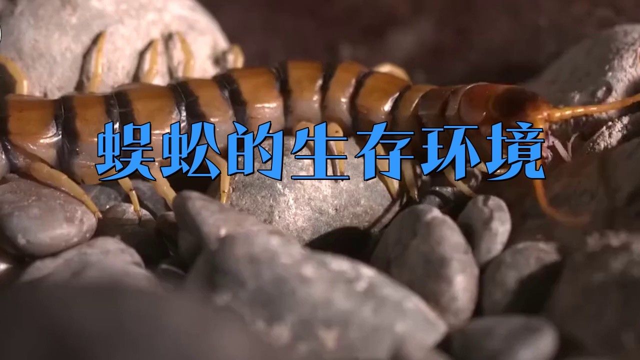 紅龍蜈蚣的分布范圍（中國紅巨龍蜈蚣是什么生物）
