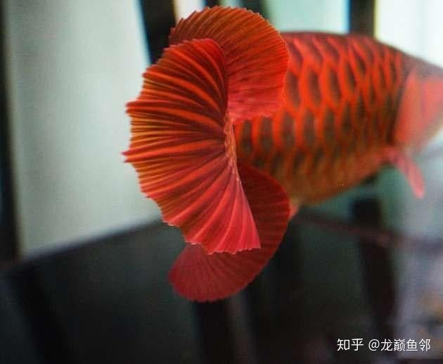 紅龍發(fā)色期應(yīng)該喂什么飼料（養(yǎng)魚說）