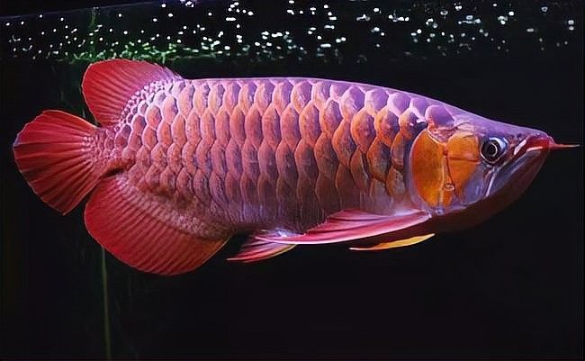 未來加里曼丹紅龍魚市場(chǎng)預(yù)測(cè)（加里曼丹紅龍魚市場(chǎng)分析）