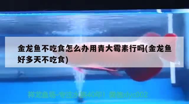 水秀龍換水，換水秀龍生活在一個充滿危險的海洋環境中必須時刻保持警惕