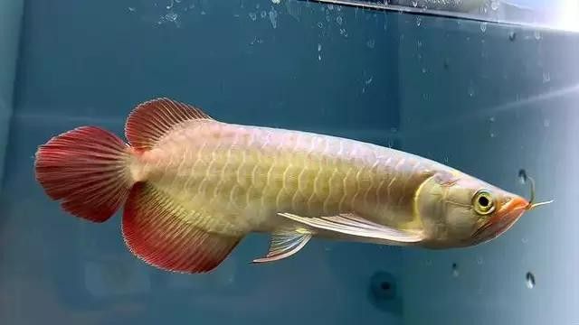 新加坡金龍魚好嗎（新加坡金龍魚好不好養(yǎng)） 新加坡金龍魚好嗎（新加坡金龍魚好不好養(yǎng)） 觀賞魚百科 第1張