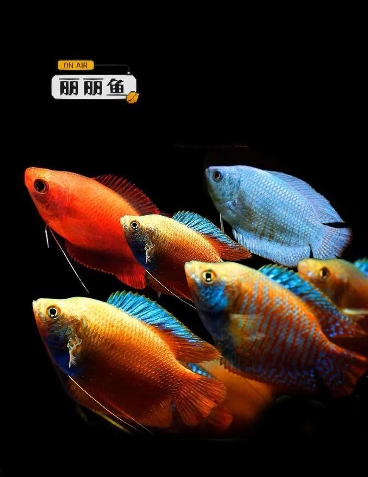 麗麗魚和曼龍魚能混養嗎（麗麗魚和曼龍魚可以混養嗎）