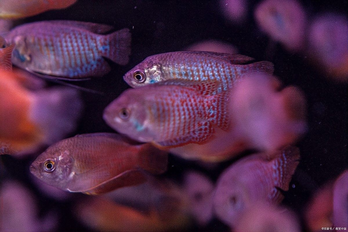 麗麗魚和曼龍魚能混養嗎（麗麗魚和曼龍魚可以混養嗎）