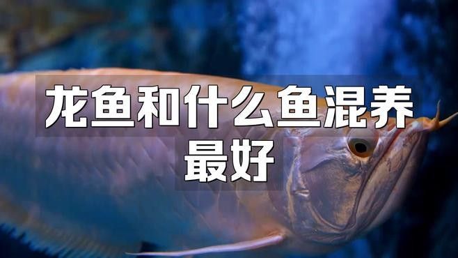 哪些小型魚適合與龍魚混養？（10種適合與龍魚混養的小型魚類，老玩家經常選擇的養魚小藝）