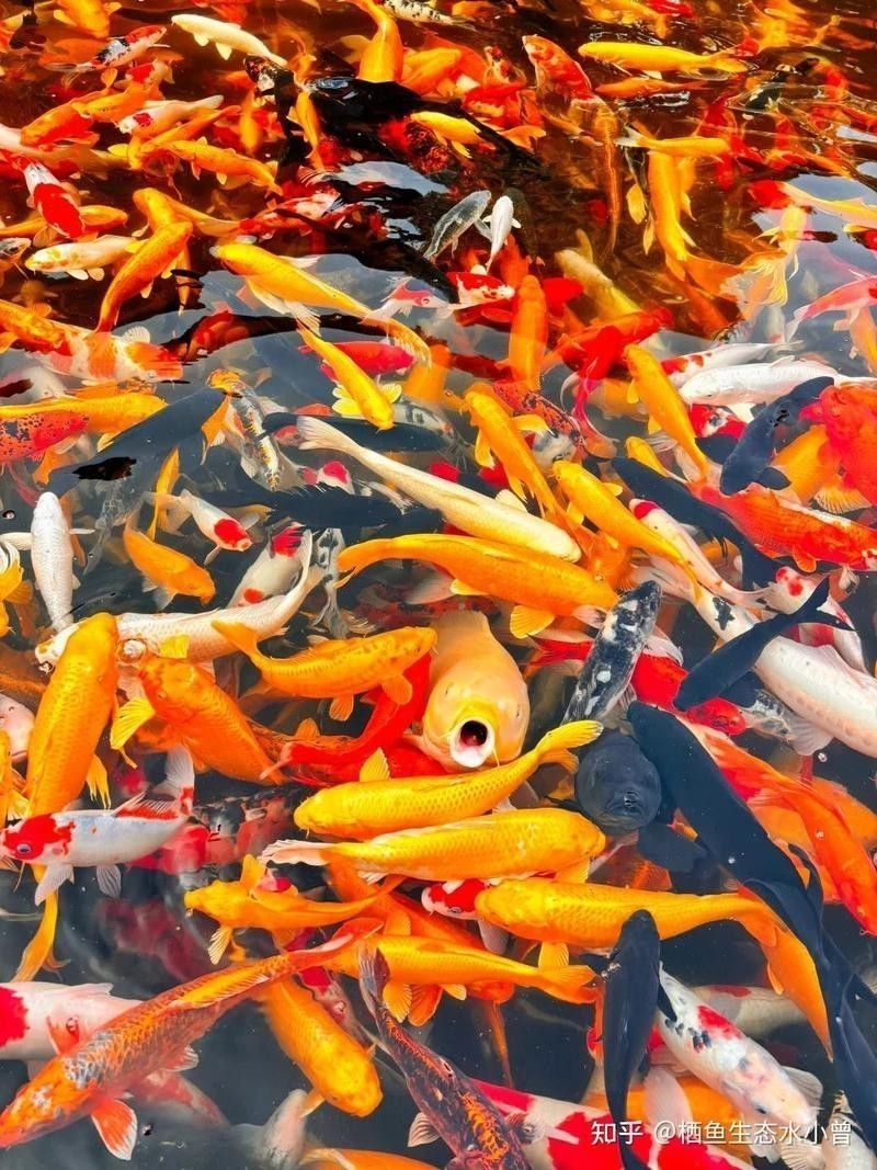 龍魚死后多久需要清理（探討龍魚死后多久需要清理，以及在處理過程中應遵循的步驟和注意事項） 龍魚死后多久需要清理（探討龍魚死后多久需要清理，以及在處理過程中應遵循的步驟和注意事項） 龍魚百科 第3張