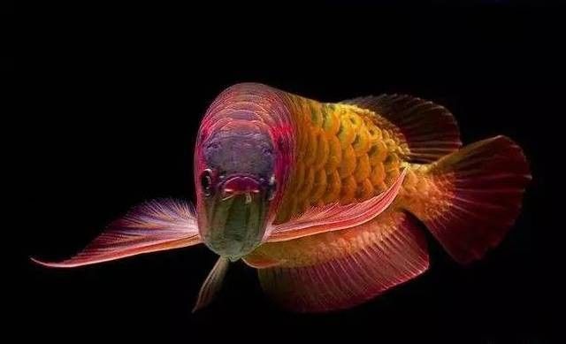 龍魚升溫治療期間需要加鹽嗎（魚在升溫治療期間是否需要加鹽，取決于多種因素，）